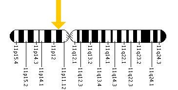 The ALX4 gene is located on the short (p) arm of chromosome 11 at position 11.2.