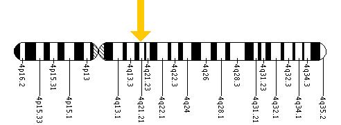 The ANTXR2 gene is located on the long (q) arm of chromosome 4 at position 21.21.