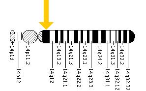 The ANG gene is located on the long (q) arm of chromosome 14 between positions 11.1 and 11.2.
