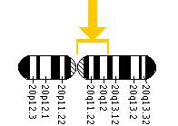 The AHCY gene is located on chromosome 20 between the centromere (junction of the long and short arm) and the long (q) arm at position 13.1.