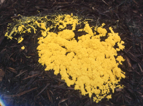 Slime Mold