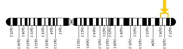 The AGXT gene is located on the long (q) arm of chromosome 2 between positions 36 and 37.