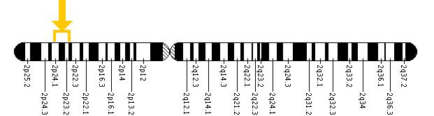 The APOB gene is located on the short (p) arm of chromosome 2 between positions 24 and 23.