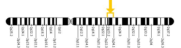 The ACVR1 gene is located on the long (q) arm of chromosome 2 between positions 23 and 24.