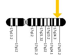 The ACTG1 gene is located on the long (q) arm of chromosome 17 at position 25.