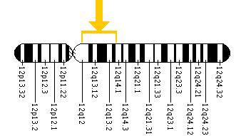 The ACVRL1 gene is located on the long (q) arm of chromosome 12 between positions 11 and 14.