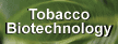Go to KTRDC tobacco biotechnology.