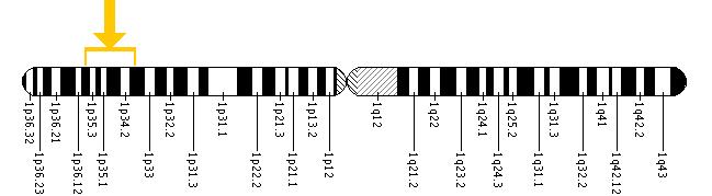 The ALPL gene is located on the short (p) arm of chromosome 1 between positions 36.1 and 34.