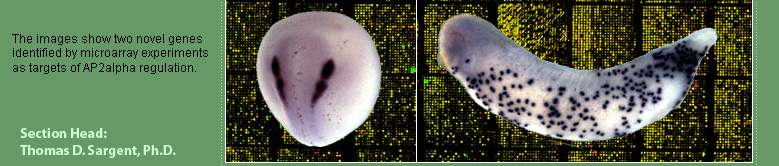 The images show two novel genes identified by microarray experiments as targets of AP2alpha regulation.  Section Head: Thomas D. Sargent, Ph. D.
