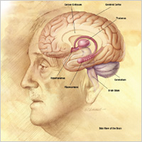 un ilustración del cerebro