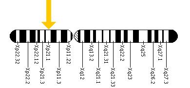 The ARX gene is located on the short (p) arm of the X chromosome at position 21.