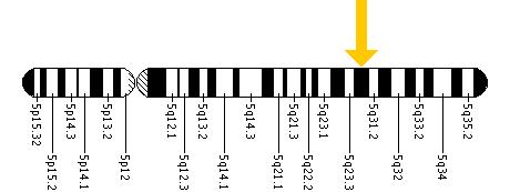 The ALDH7A1 gene is located on the long (q) arm of chromosome 5 at position 31.