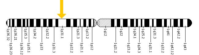The ACADM gene is located on the short (p) arm of chromosome 1 at position 31.