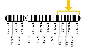 The ACADS gene is located on the long (q) arm of chromosome 12 between position 22 and the end (terminus) of the arm.