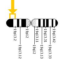 The ADAMTS10 gene is located on the short (p) arm of chromosome 19 between positions 13.3 and 13.2.