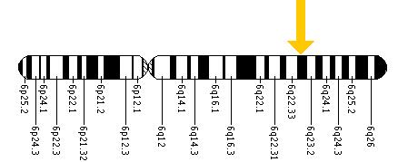 The ARG1 gene is located on the long (q) arm of chromosome 6 at position 23.