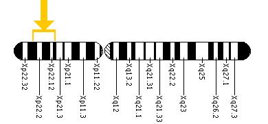 The AMELX gene is located on the short (p) arm of the X chromosome between positions 22.31 and 22.1.