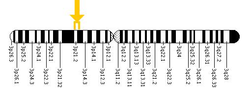 The AMT gene is located on the short (p) arm of chromosome 3 between positions 21.2 and 21.1.