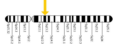 The SMN1 gene is located on the long (q) arm of chromosome 5 at position 13.