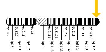 The SETX gene is located on the long (q) arm of chromosome 9 at position 34.3.