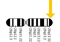The VAPB gene is located on the long (q) arm of chromosome 20 at position 13.33.