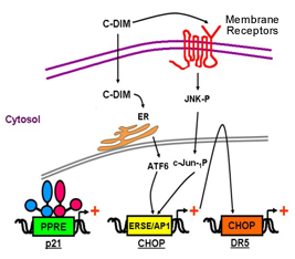 Figure 2.  Multiple modes of C-DIM anti-cancer