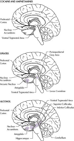 Brain