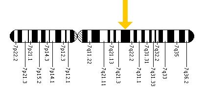 The TFR2 gene is located on the long (q) arm of chromosome 7 at position 22.