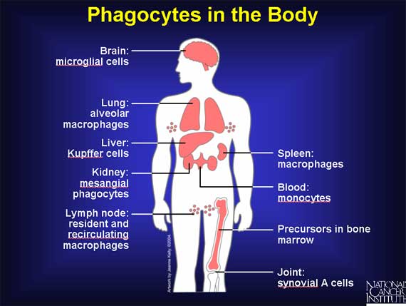 Phagocytes in the Body