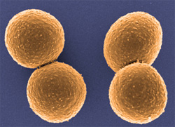 This colored electron micrograph shows isolated S. aureus bacteria that are resistant to many forms of antibiotics.