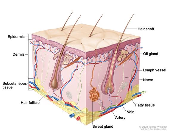 Skin anatomy; drawing shows layers of the epidermis, dermis, and subcutaneous tissue including hair shafts and follicles, oil glands, lymph vessels, nerves, fatty tissue, veins, arteries, and a sweat gland.