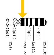 The PRODH gene is located on the long (q) arm of chromosome 22 at position 11.21.