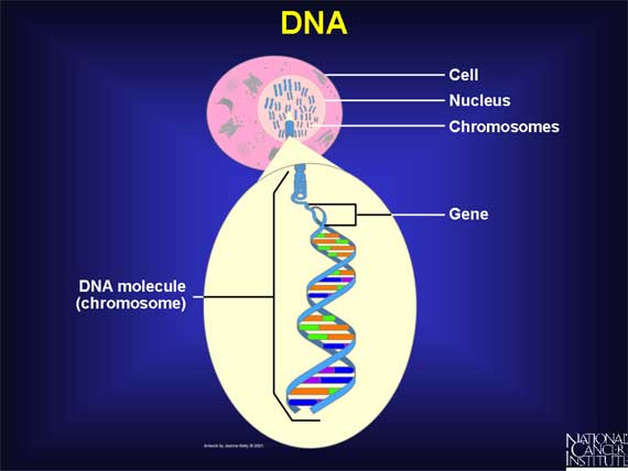 DNA