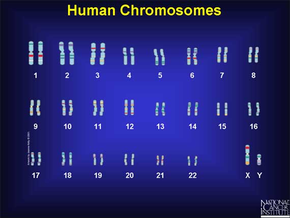 Human Chromosomes