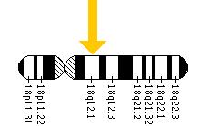 The TTR gene is located on the long (q) arm of chromosome 18 at position 12.1.