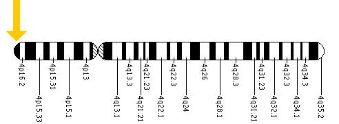 The WHSC1 gene is located on the short (p) arm of chromosome 4 at position 16.3.