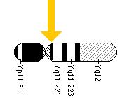 The USP9Y gene is located on the long (q) arm of the Y chromosome at position 11.2.