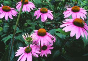 cone flowers