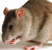 Photo of a Rat