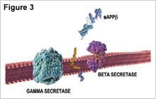 Figure 3, showing that beta-secretase first cleaves the amyloid precursor protein molecule at one end of the beta-amyloid peptide, releasing sAPPβ from the cell