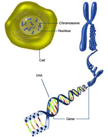 The long, stringy DNA that makes up genes is spooled within chromosomes inside the nucleus of a cell. (Note that a gene would actually be a much longer stretch of DNA than what is shown here.)