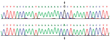When DNA polymerase makes an error while copying a gene's DNA sequence, the mistake is called a mutation. In this example, the nucleotide G has been changed to an A.