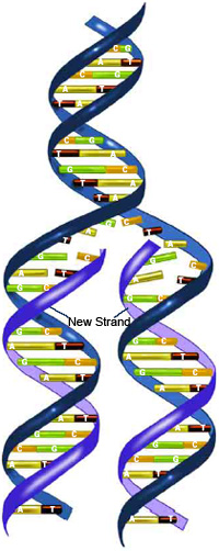 During DNA replication, each strand of the original molecule acts as a template for the synthesis of a new, complementary DNA strand.