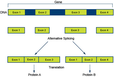 Arranging exons in different patterns, called alternative splicing, enables cells to make different proteins from a single gene.