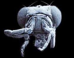 Fruit fly head showing the effects of the Antennapedia gene. This fly has legs where its antennae should be.
