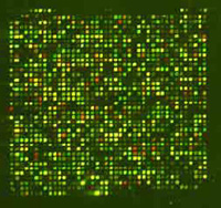 The resulting pattern of fluorescence indicates which genes are active.