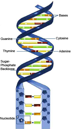 DNA consists of two long, twisted chains made up of nucleotides. Each nucleotide contains one base, one phosphate molecule, and the sugar molecule deoxyribose. The bases in DNA nucleotides are adenine, thymine, cytosine, and guanine.