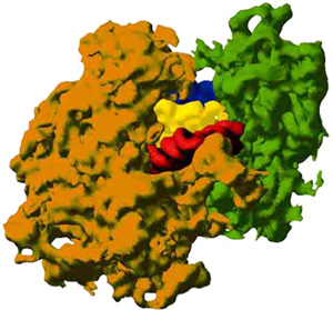 A ribosome consists of large and small protein subunits with transfer RNAs nestled in the middle.