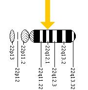 The CHEK2 gene is located on the long (q) arm of chromosome 22 at position 12.1.