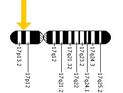 The TP53 gene is located on the short (p) arm of chromosome 17 at position 13.1.
